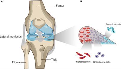 Meniscal Regenerative Scaffolds Based on Biopolymers and Polymers: Recent Status and Applications